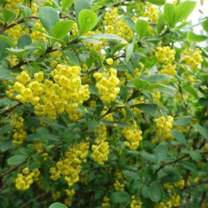 Épine-vinette - Berberis- Bio Le Bourgeon