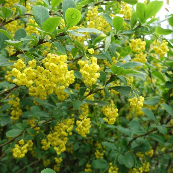 Épine-vinette - Berberis- Bio Le Bourgeon
