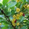 Épine-vinette - Berberis- Bio Le Bourgeon – Image 2