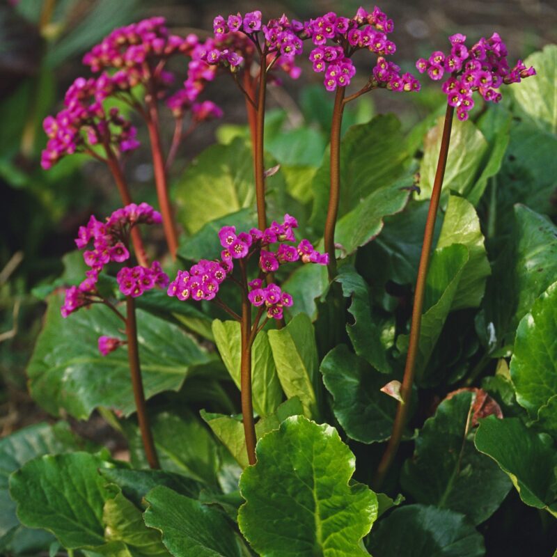 Bergénie à feuilles cordées - Bergenia