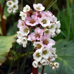 Bergénie 'Bressingham White' - Bergenia