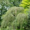 Bouleau pleureur 'Youngii' - Betula
