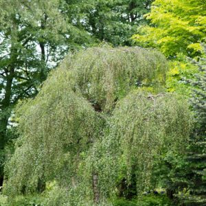 Bouleau pleureur 'Youngii' - Betula