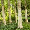 Bouleau de l'Himalaya - Betula – Image 2