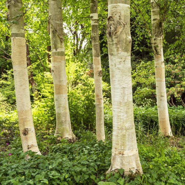 Bouleau de l'Himalaya - Betula – Image 2
