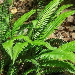 Fougère pectinée - Blechnum