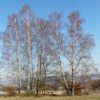 Bouleau verruqueux - Betula-- Bio Le Bourgeon