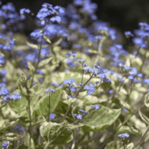 Myosotis du Caucase 'variegata' - Brunnera