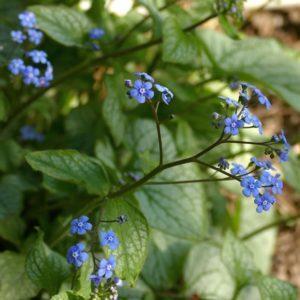 Myosotis du Caucase 'Jack Frost' - Brunnera