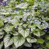 Myosotis du Caucase 'Jack Frost' - Brunnera – Image 2
