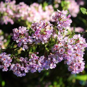 Arbre aux papillons stérile 'Unique' - Buddleja