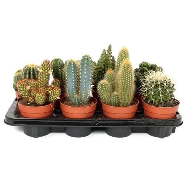 Terreau Spécial Cactus Et Succulentes 8 Litres - Mélange Drainant, Riche En Nutriments - Pour Rempotage Facile