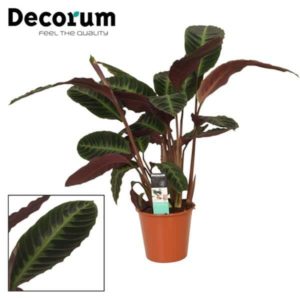 Calathea warcewiczii