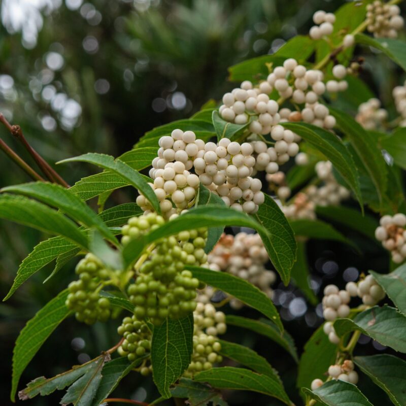 Arbres aux bonbons blancs du Japon - Callicarpa- Bio Le Bourgeon