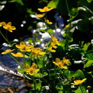 Populage des marais -Caltha