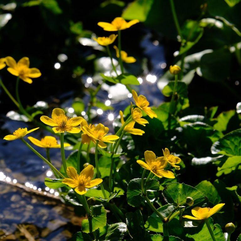 Populage des marais -Caltha