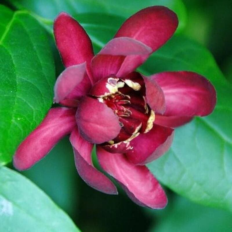Arbre aux anémones 'Aphrodite' - Calycanthus- Bio Le Bourgeon