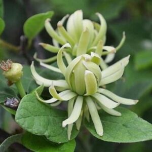 Arbre aux anémones 'Athens' - Calycanthus- Bio Le Bourgeon