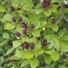 Arbre aux anémones - Calycanthus- Bio Le Bourgeon