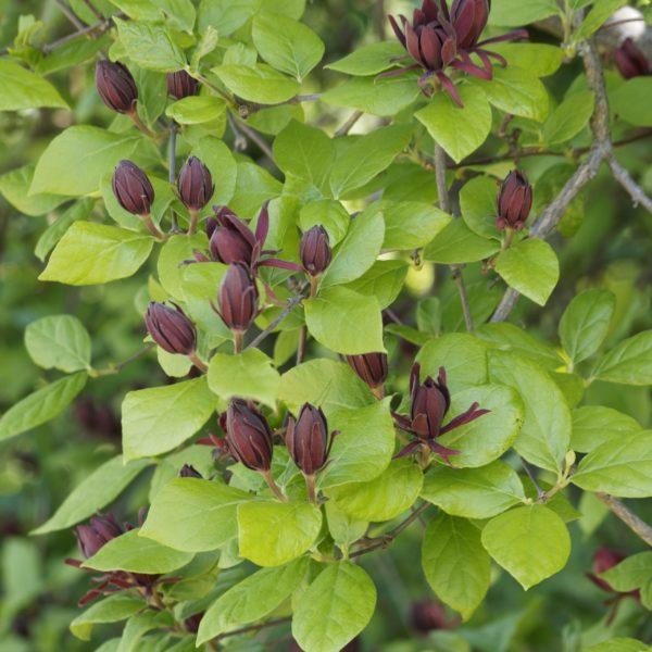 Arbre aux anémones - Calycanthus- Bio Le Bourgeon