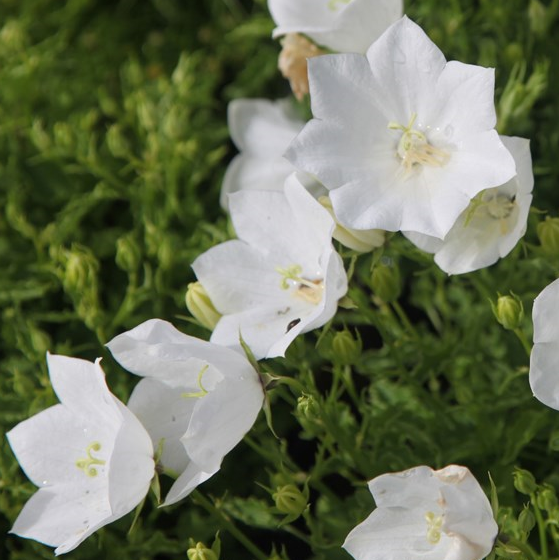 Campanule des Carpates blanche - Campanula - Gardencenter.ch