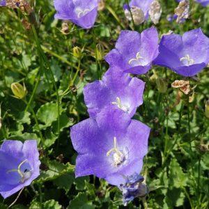 Campanule des Carpates bleue - Campanula