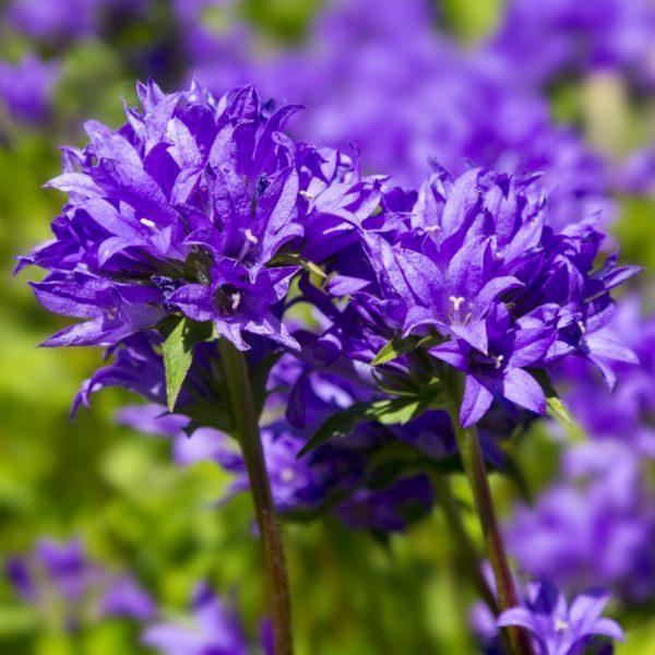 Campanule agglomérée - Campanula