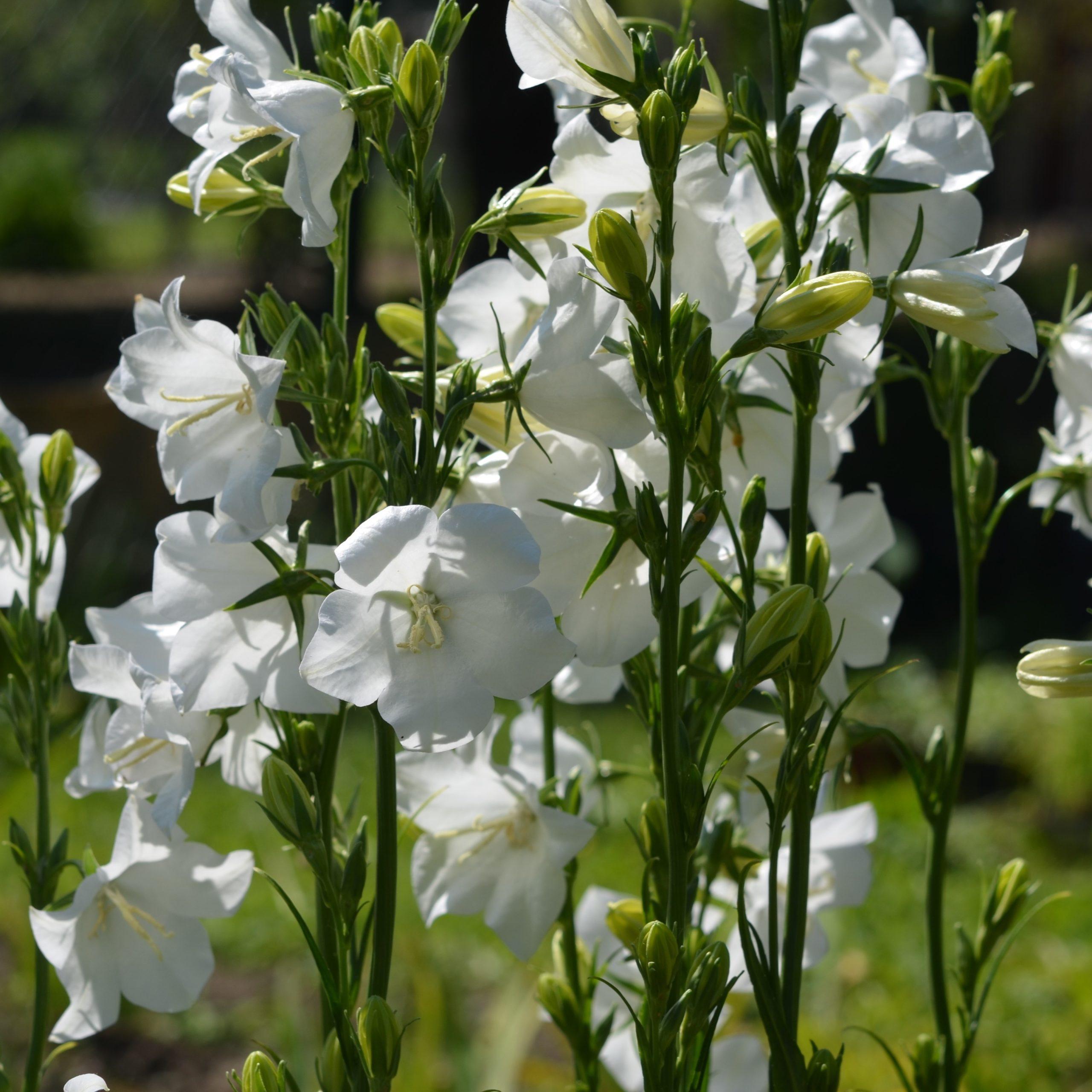 Campanule à feuille de pêcher blanche - Campanula - Gardencenter.ch