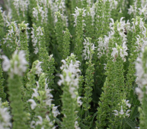 Sauge des bois blanche - Salvia nemorosa
