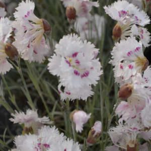 Œillet mignardise blanc et rose - Dianthus