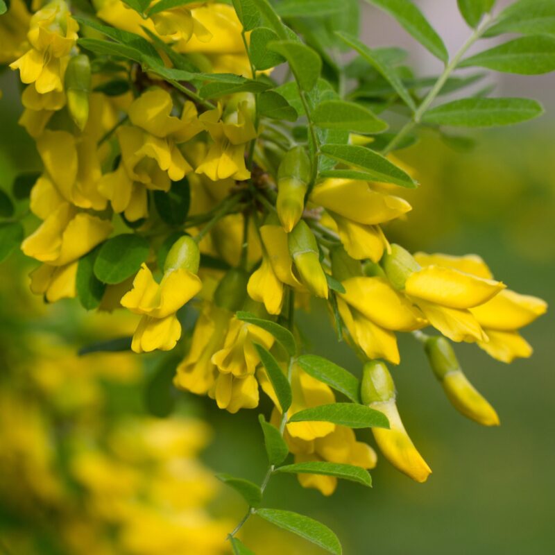 Acacia jaune - Caragana