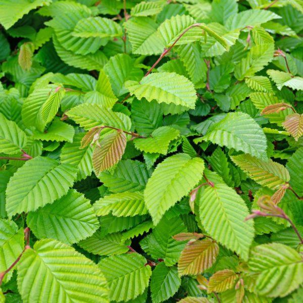 Charmille - Carpinus