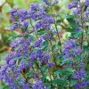 Spirée bleue 'Grand Bleu' - Caryopteris- Bio Le Bourgeon