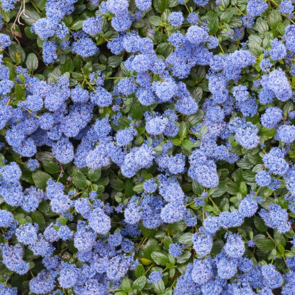 Céanothe rampant - Ceanothus