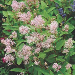 Céanothe 'Marie Simon' - Ceanothus