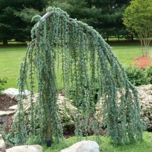 Cèdre du Liban 'Glauca Pendula' - Cedrus