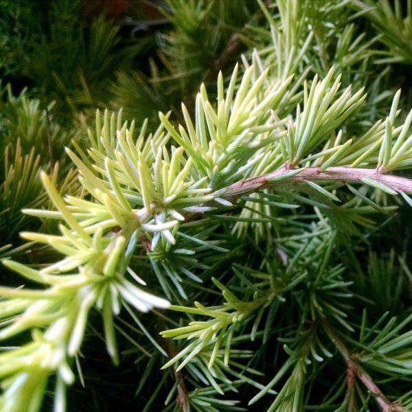 Cèdre de l'Himalaya 'Golden Horizon' - Cedrus – Image 2