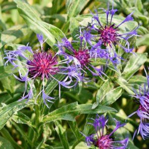 Centaurée des montagnes - Centaurea