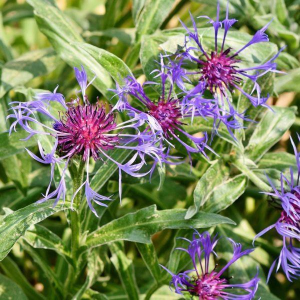 Centaurée des montagnes - Centaurea