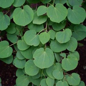 Arbre au caramel - Cercidiphyllum