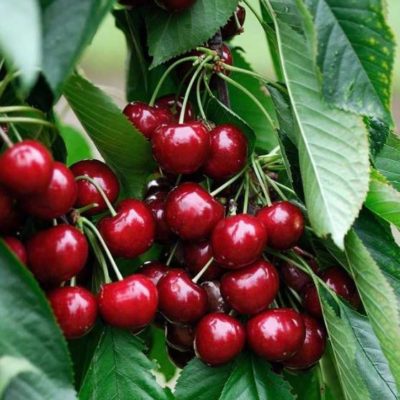 Cerisier demi tige en variétés