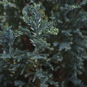 Cyprès de Lawson 'Ellwoodii' - Chamaecyparis