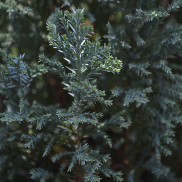 Cyprès de Lawson 'Ellwoodii' - Chamaecyparis