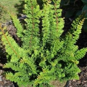 Faux cyprès japonais 'Teddy Bear'