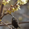 Chimonanthe précoce - Chimonanthus- Bio Le Bourgeon – Image 2