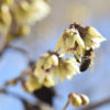 Chimonanthe précoce - Chimonanthus- Bio Le Bourgeon