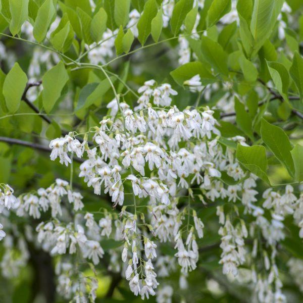 Virgilier à bois jaune - Cladrastis kentukea- Bio Le Bourgeon