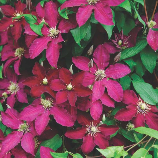 Clématite Rouge Cardinal - Clematis