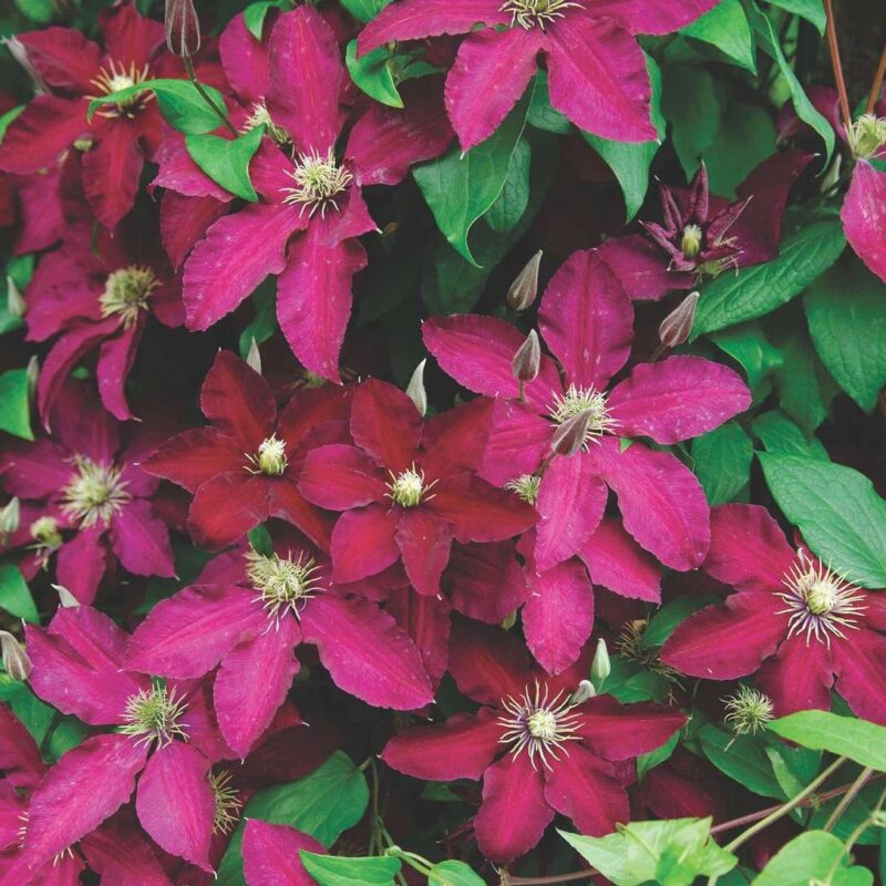 Clématite Rouge Cardinal - Clematis