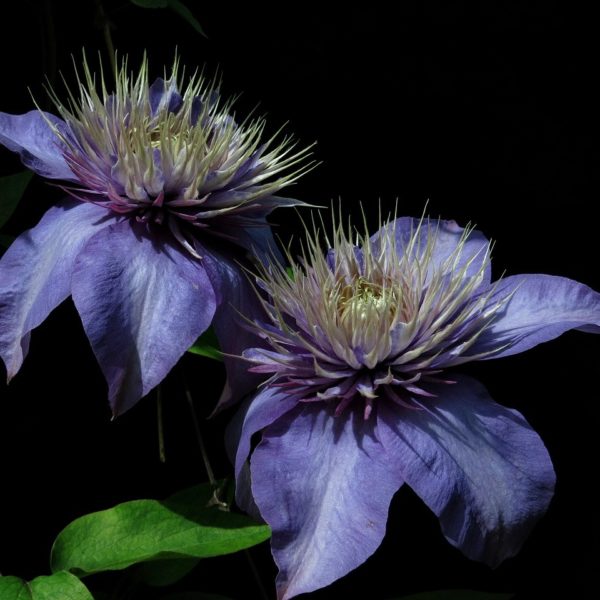 Clématite 'Multi Blue' - Clematis